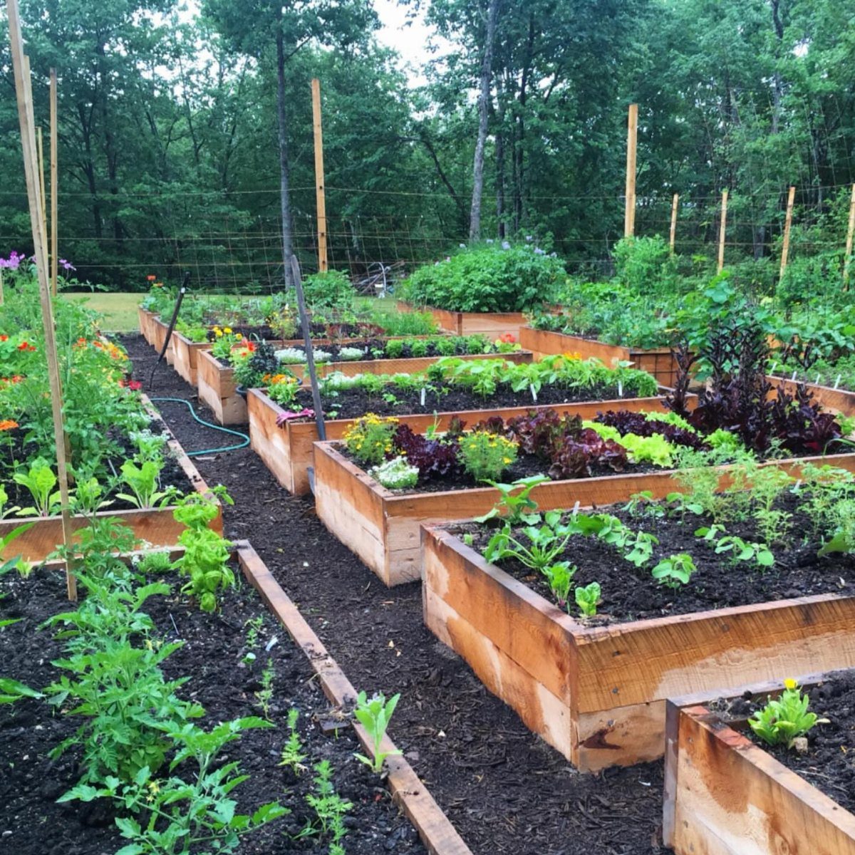 Wooden raised garden beds filled with various green plants and vegetables in a backyard garden setting.