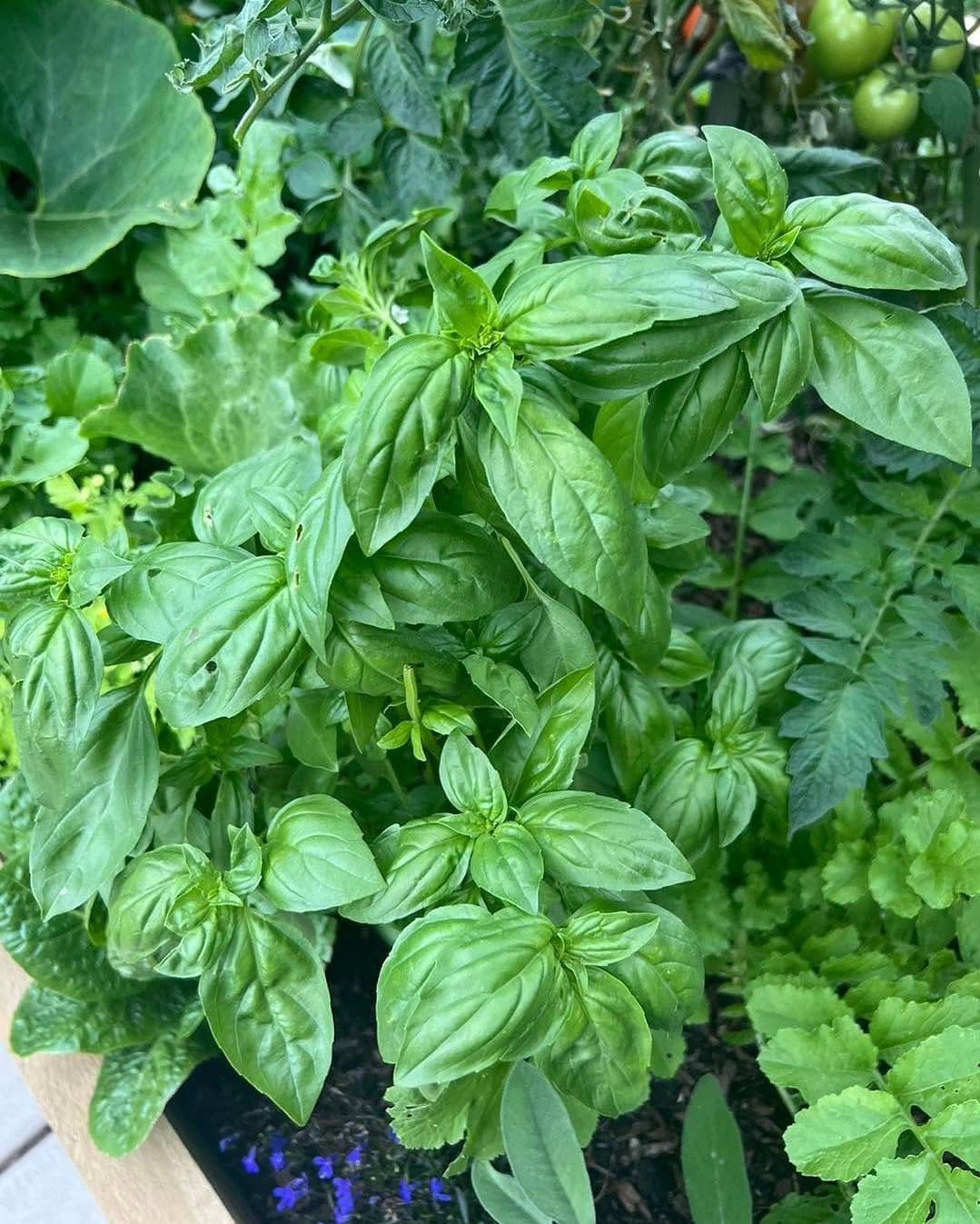 Green basil leaves growing closely next to tomato plants with small green tomatoes.